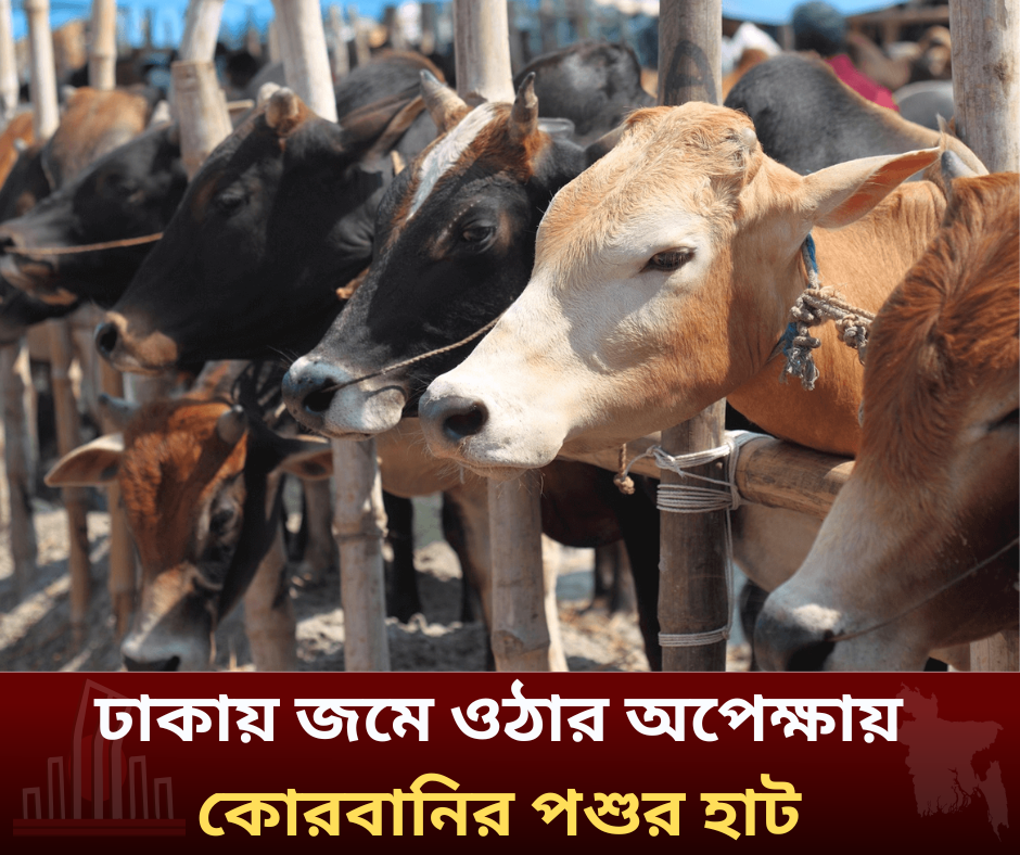 ঢাকায় জমে ওঠার অপেক্ষায় কোরবানির পশুর হাট